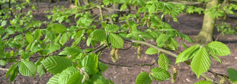 Acorn Arboriculture & Forestry, tree surgeons based in Chelmsford, Essex