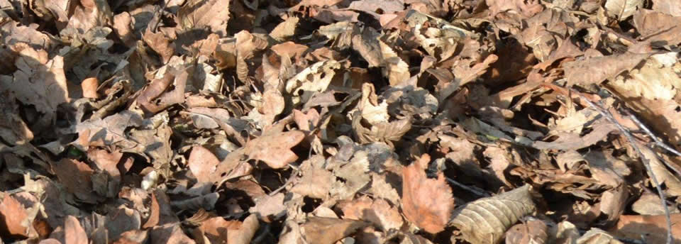 <a href=http://www.acornarb.co.uk/slideshow/slideshow-items-1/>Acorn Arboriculture & Forestry, tree surgeons based in Chelmsford, Essex</a> Acorn Arboriculture & Forestry, tree surgeons based in Chelmsford, Essex