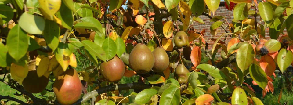 <a href=http://www.acornarb.co.uk/slideshow/slideshow-items-4/>Acorn Arboriculture & Forestry, tree surgeons based in Chelmsford, Essex</a> Acorn Arboriculture & Forestry, tree surgeons based in Chelmsford, Essex