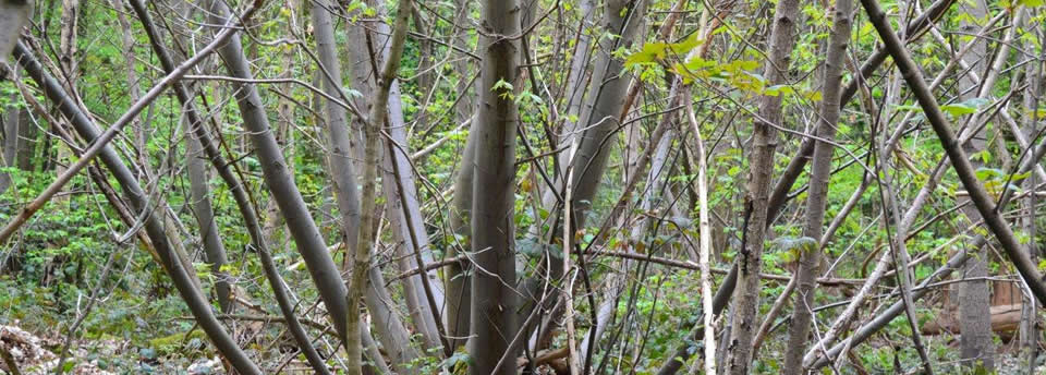 <a href=http://www.acornarb.co.uk/slideshow/slideshow-items-2/>Acorn Arboriculture & Forestry, tree surgeons based in Chelmsford, Essex</a> Acorn Arboriculture & Forestry, tree surgeons based in Chelmsford, Essex