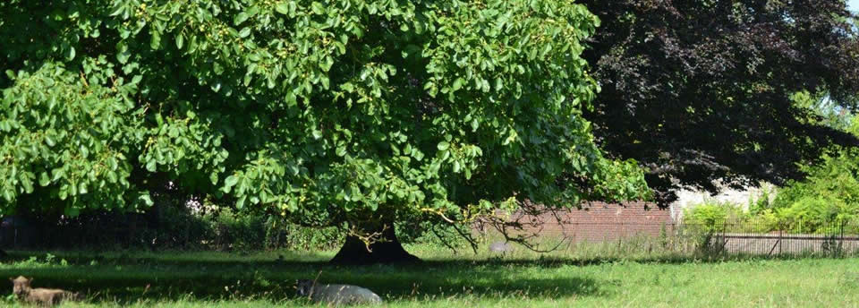 <a href=http://www.acornarb.co.uk/slideshow/walnut-and-copper-beech-trees-in-brentwood-essex/>Acorn Arboriculture & Forestry, tree surgeons based in Chelmsford, Essex</a> Acorn Arboriculture & Forestry, tree surgeons based in Chelmsford, Essex
