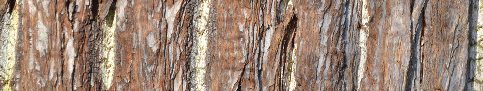 Acorn Arboriculture and Forestry Plant and Machinery Hire Acorn Arboriculture and Forestry Plant and Machinery Hire