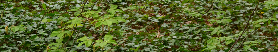 Acorn Arboriculture and Forestry