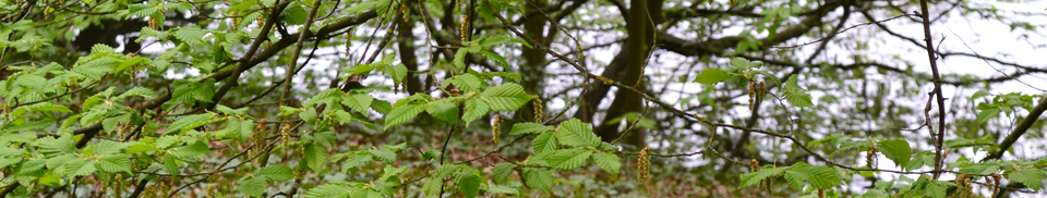 Contact Acorn Arboriculture and Forestry